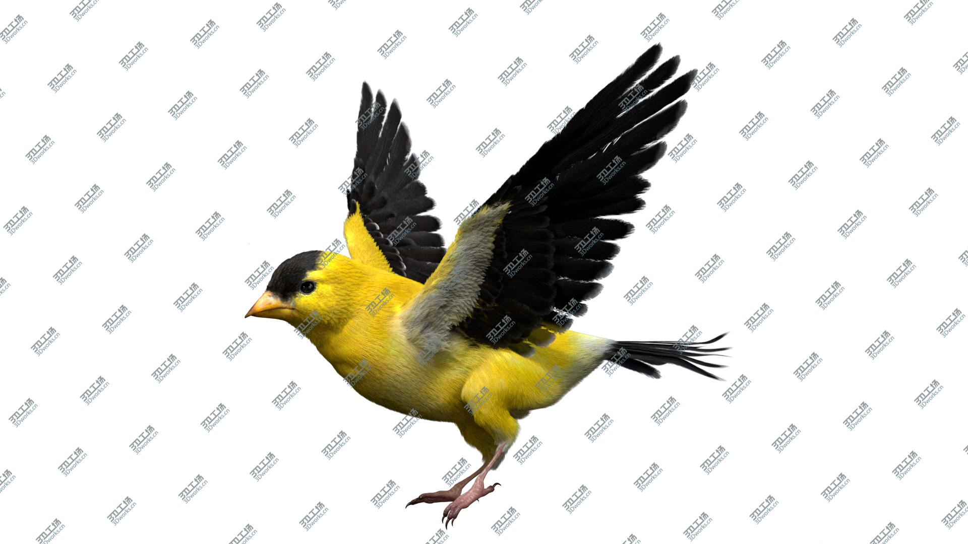 images/goods_img/2021040232/Goldfinch Fur Anatomy 3D/3.jpg